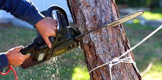 Best Tree Maintenance Programs  in Malibu, CA