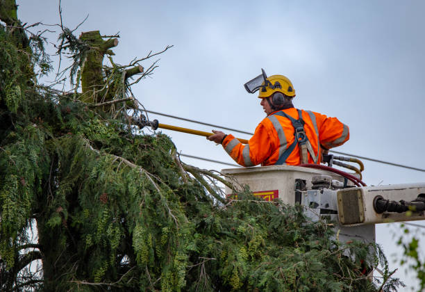 How Our Tree Care Process Works  in  Malibu, CA