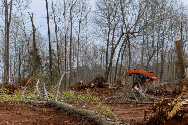 Best Tree and Shrub Care  in Malibu, CA