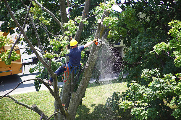  Malibu, CA Tree Services Pros