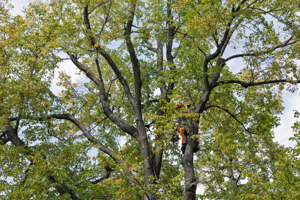 Trusted Malibu, CA Tree Services Experts